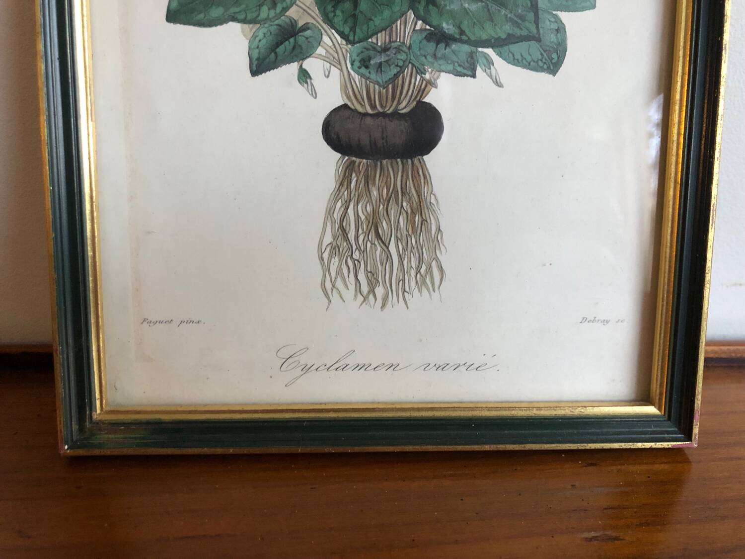 Vintage botanical illustration