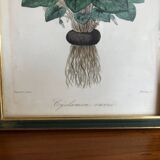 Vintage botanical illustration