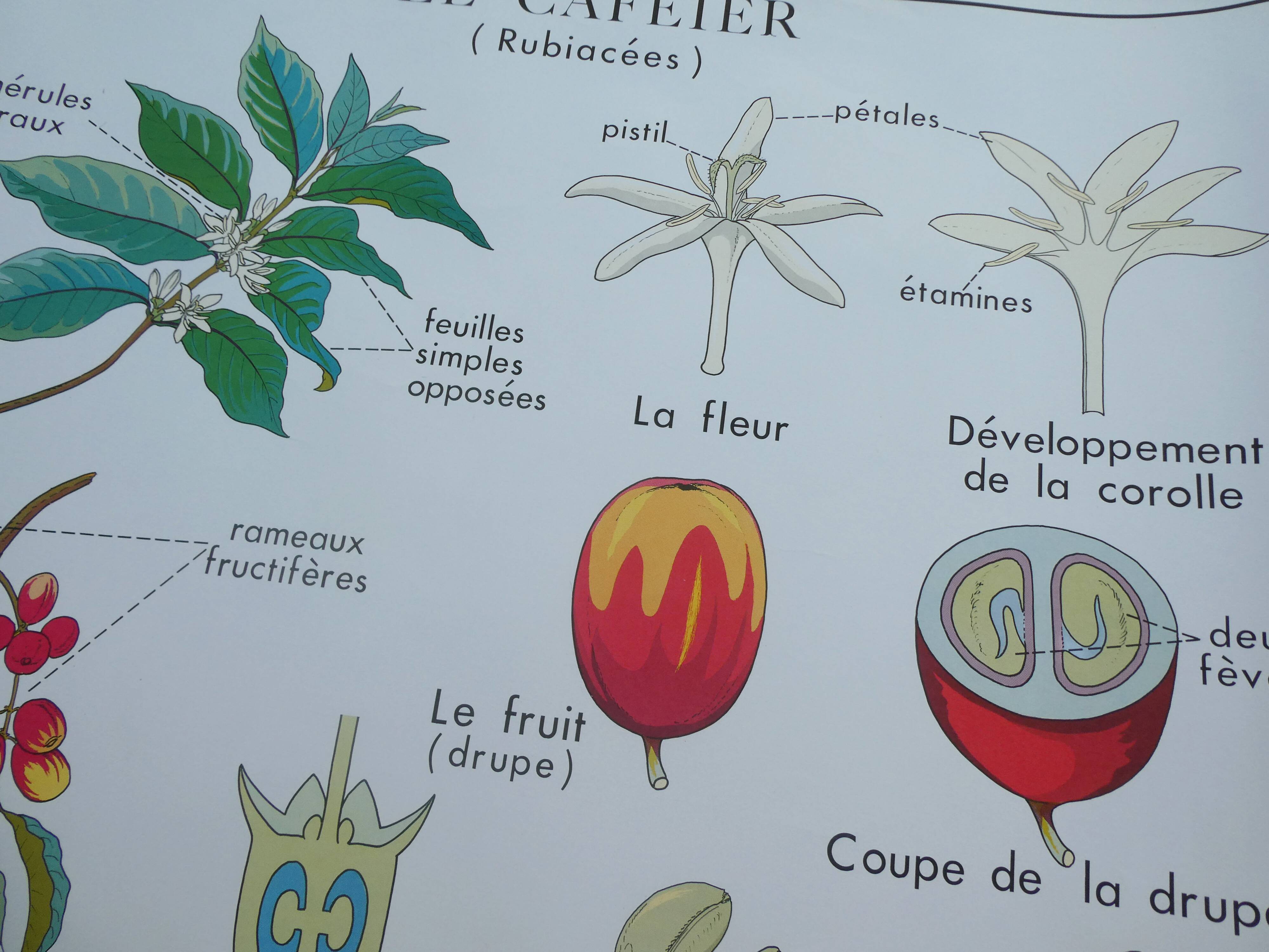 Rossignol educational poster "The coffee tree and the Cassava" vintage