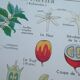Rossignol educational poster "The coffee tree and the Cassava" vintage