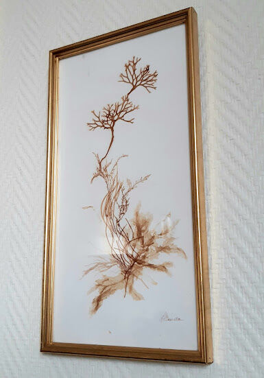 Pair of signed herbarium frames