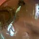 Demijohn 19th 9 litres