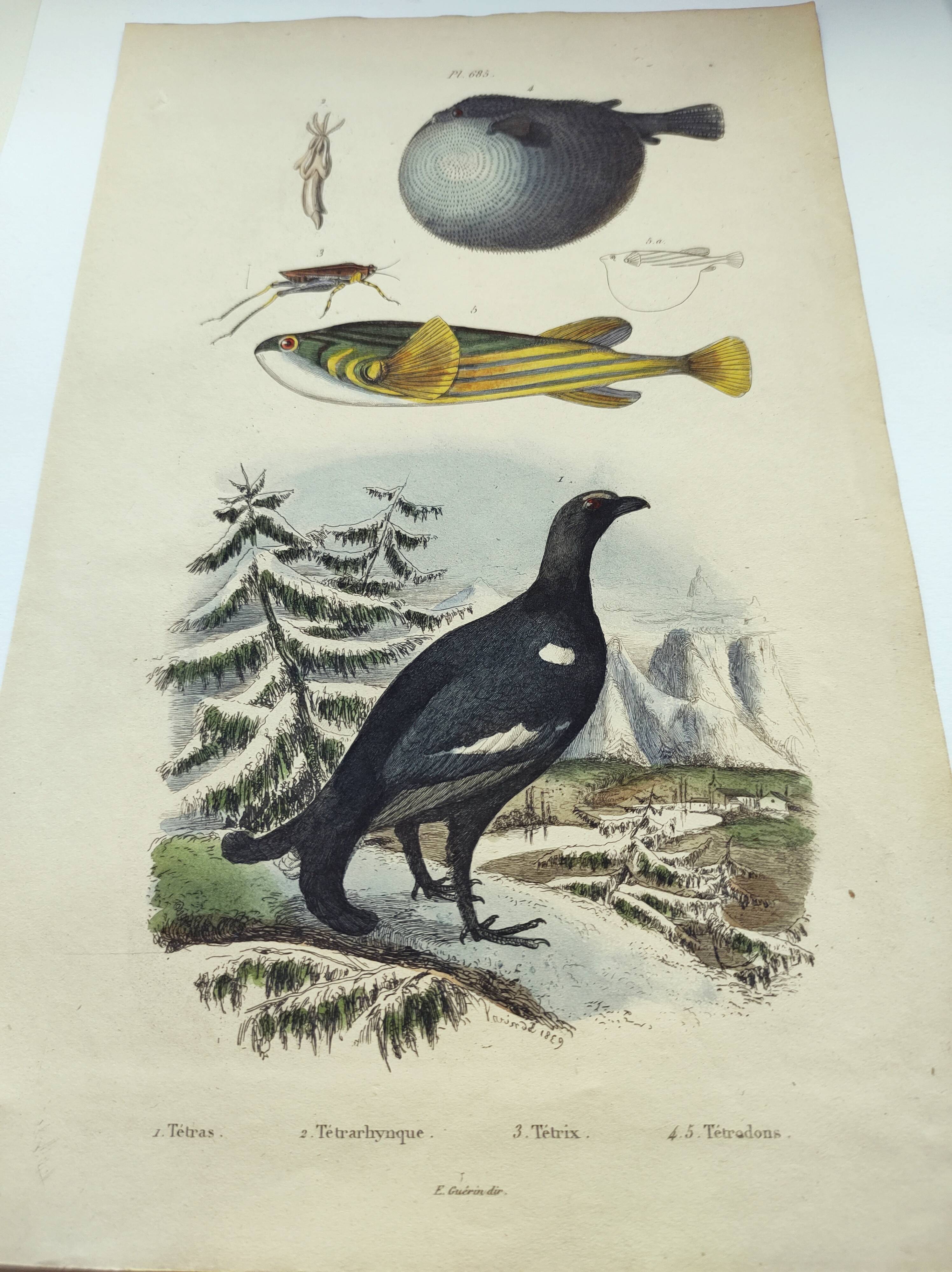 Gravure ancienne de 1838 -Tetras et poissons- Planche coloriée à la main zoologique. Original.