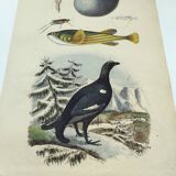 Gravure ancienne de 1838 -Tetras et poissons- Planche coloriée à la main zoologique. Original.