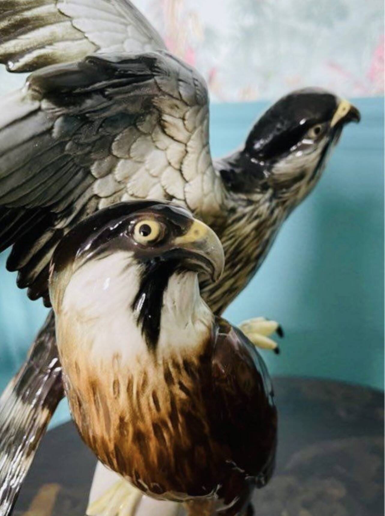 Birds couple of falcons Karl Ens