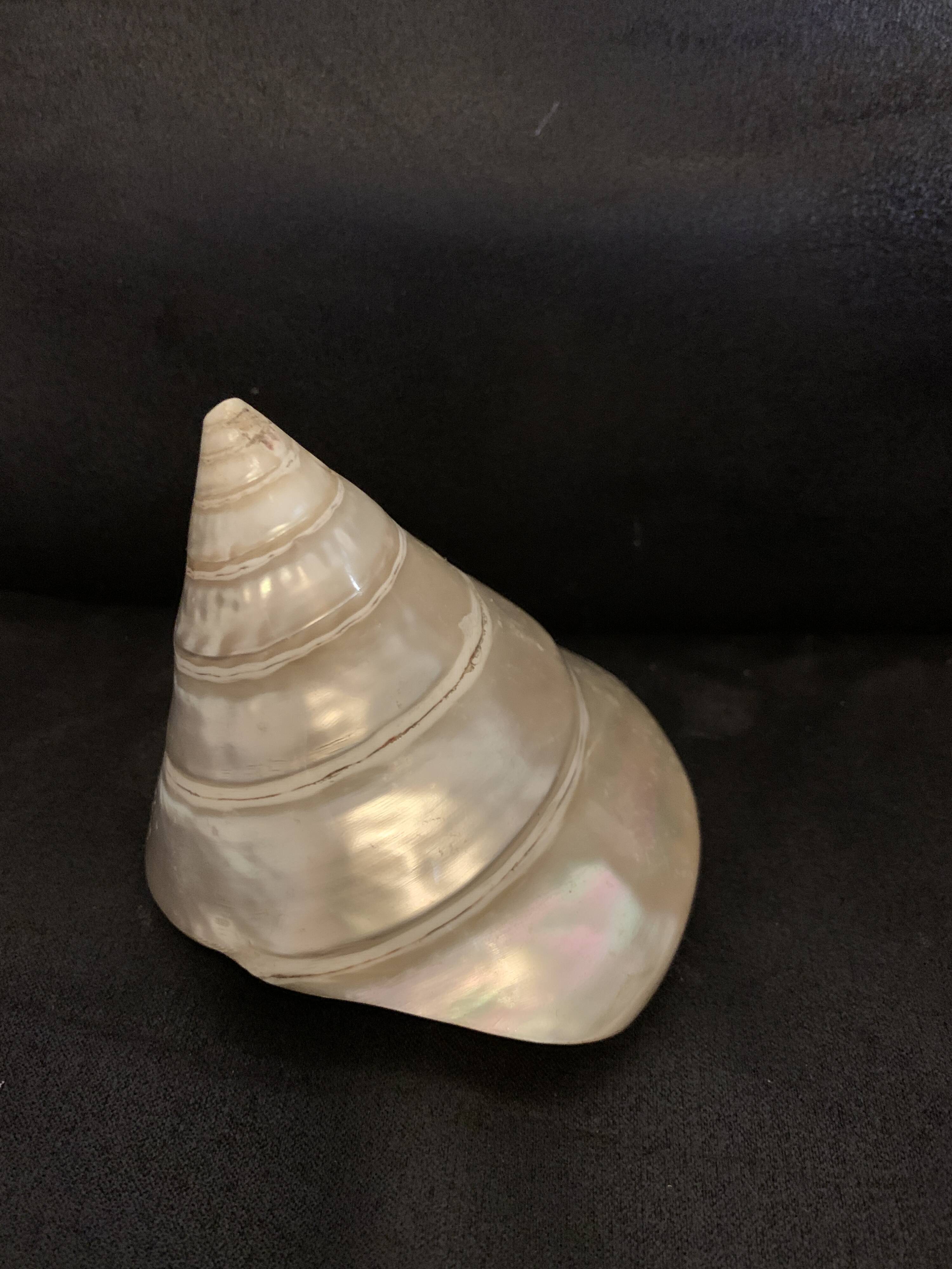 Troca shell decoration 8cm polished pearly Trocca Trochus decoration sea beach vintage old