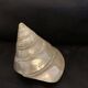 Troca shell decoration 8cm polished pearly Trocca Trochus decoration sea beach vintage old