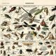 Old zoological plate from 1923 - Insects by A. Millot - Engraving