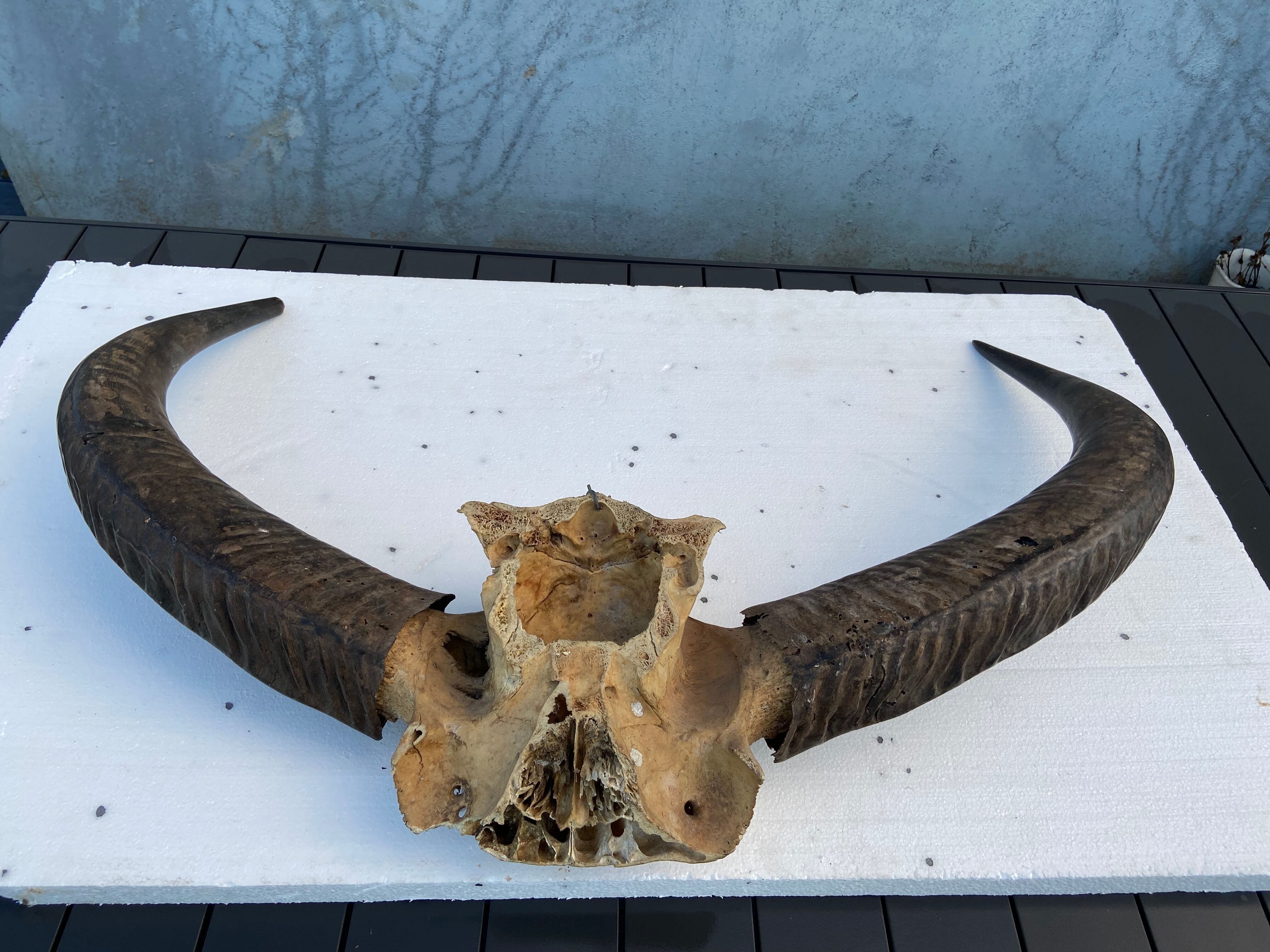 Hunting Trophy