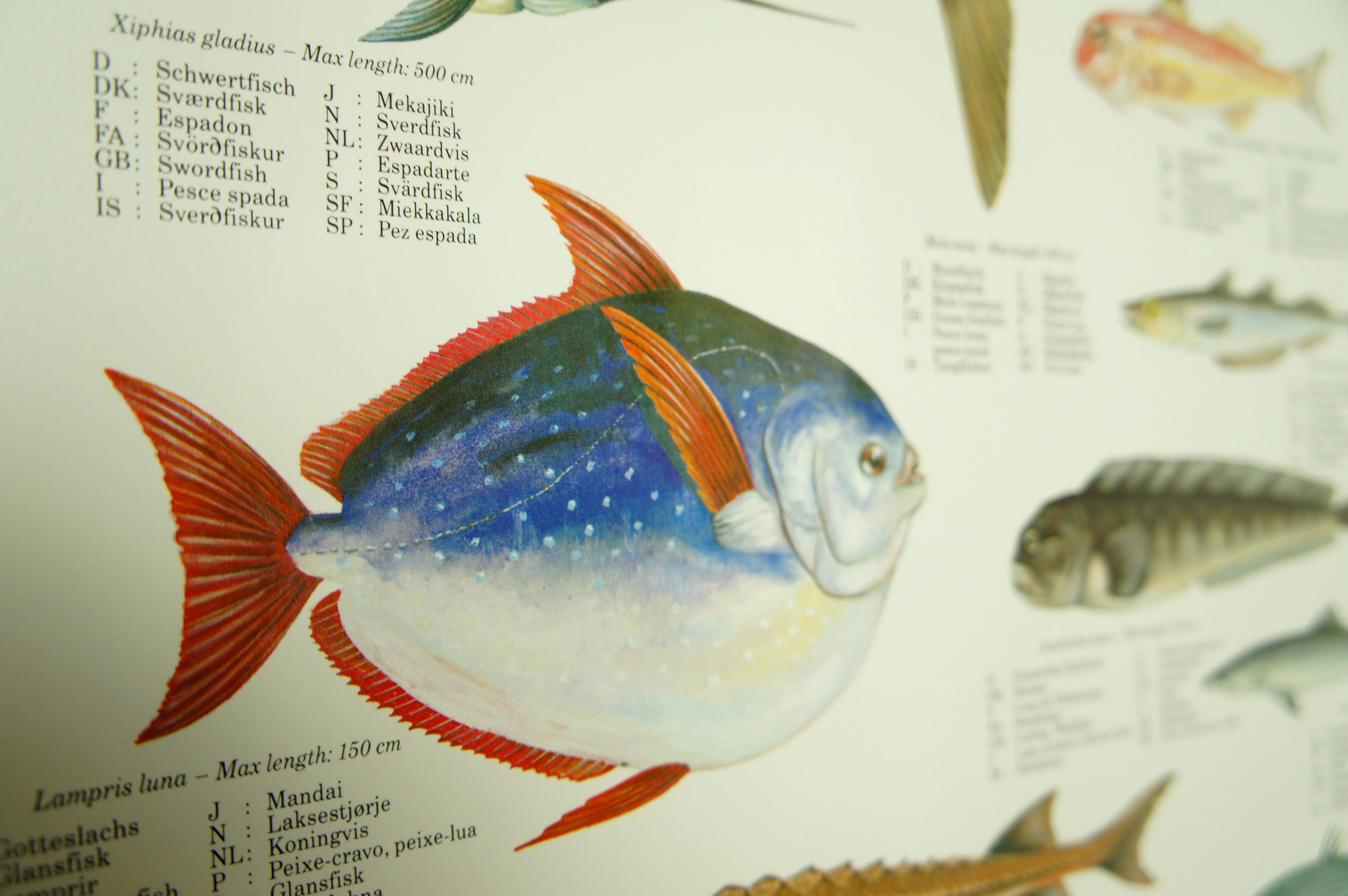 Scandinavian Fishing Year Book educational poster