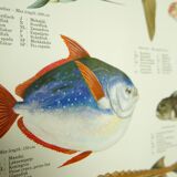 Scandinavian Fishing Year Book educational poster