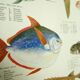 Scandinavian Fishing Year Book educational poster