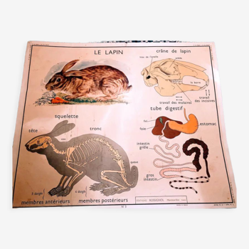 Old vintage rabbit/horse school poster