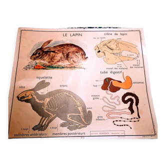 Affiche scolaire ancienne vintage lapin cheval