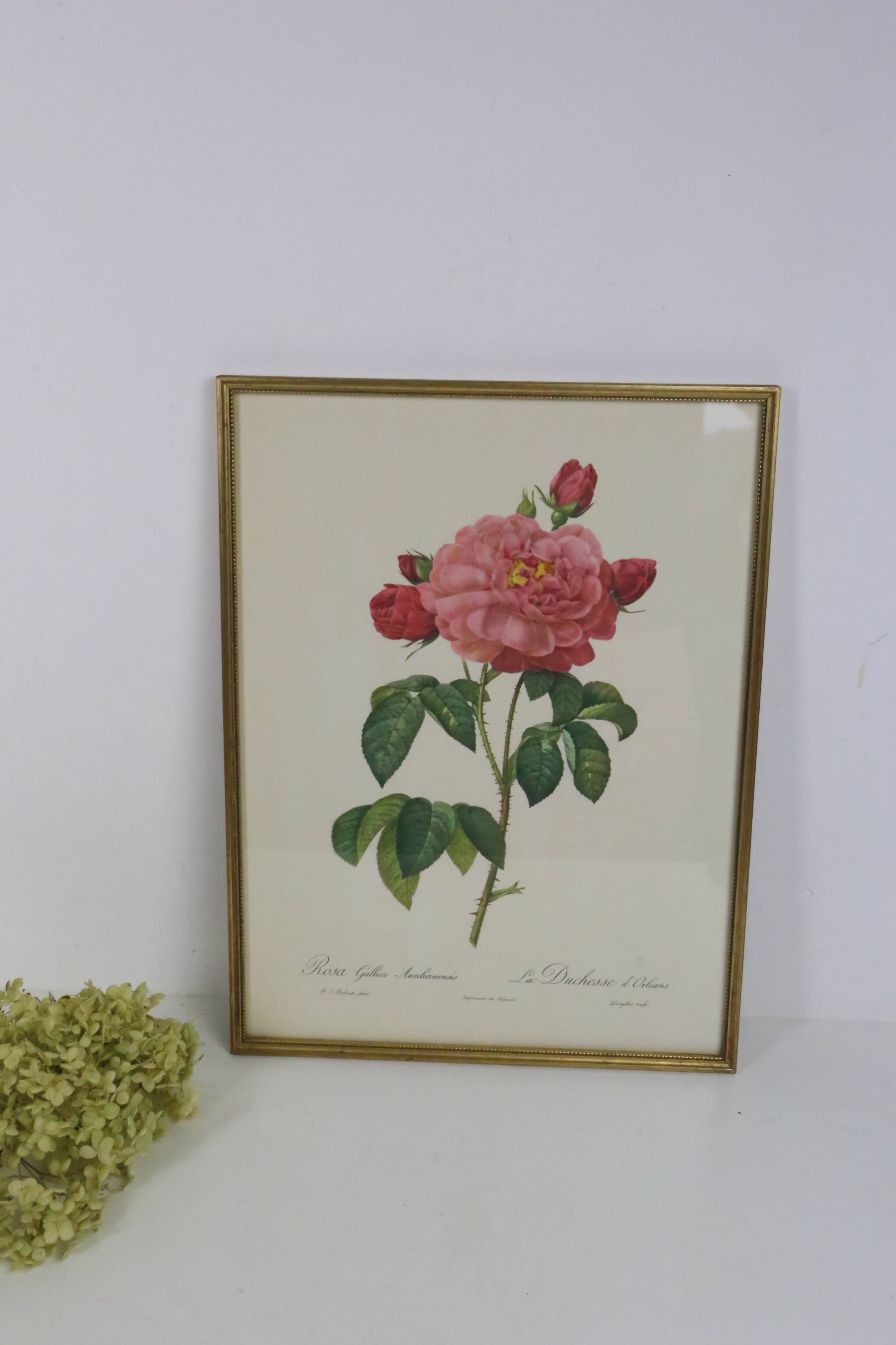 Great Redouté Lithograph