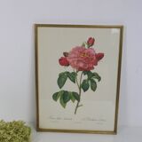 Great Redouté Lithograph