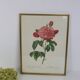 Great Redouté Lithograph