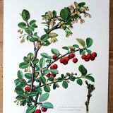 Cotton botanical board