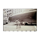 « Cat on Sidewalk » – New York City, 1958 photo d'art par Angelo Rizzuto