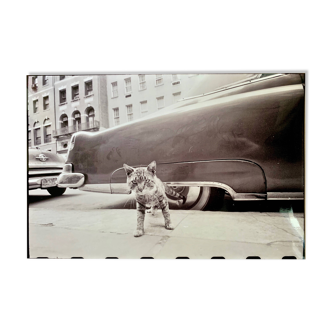 “Cat on Sidewalk” – New York City, 1958 fine art photo by Angelo Rizzuto