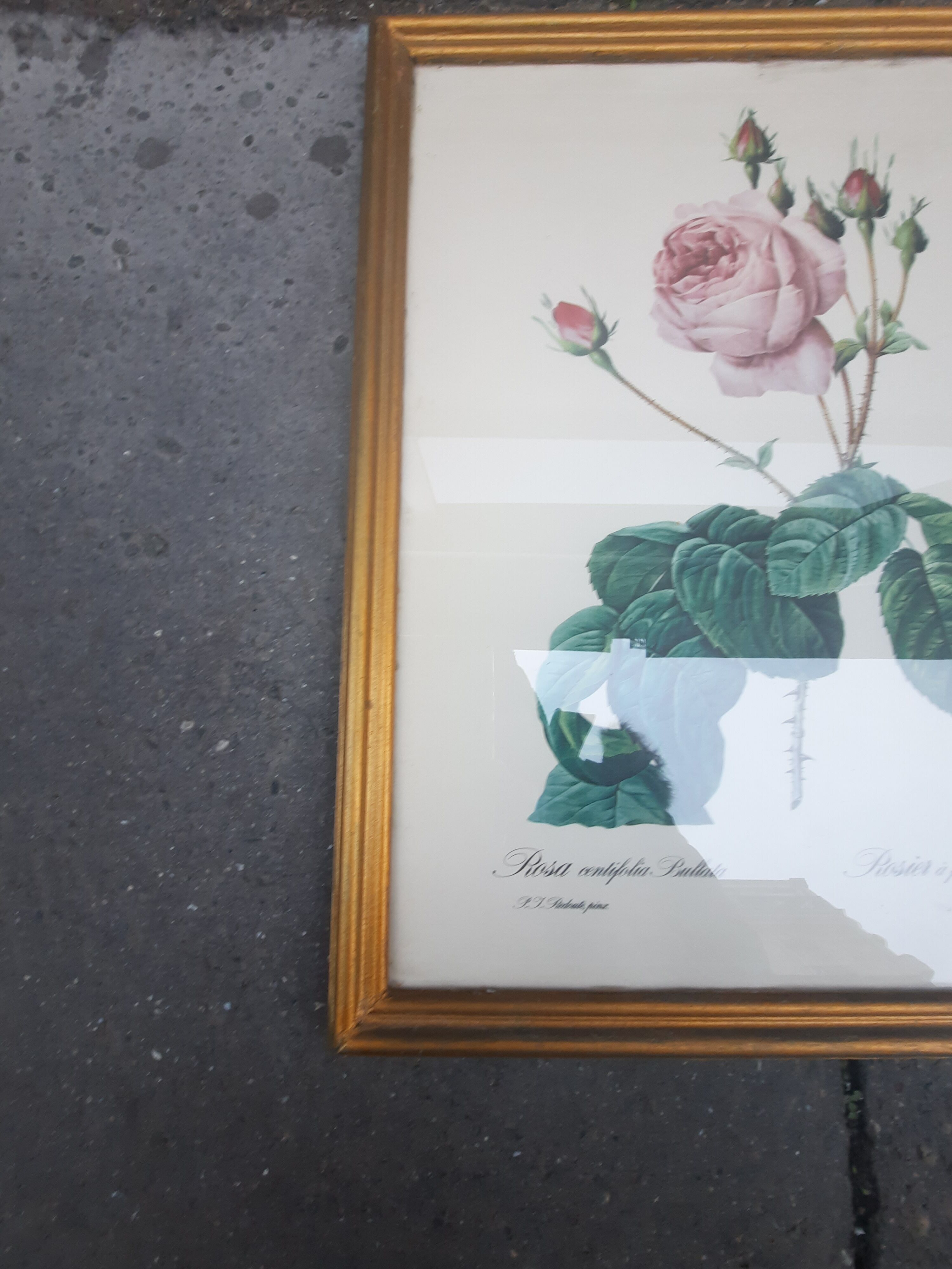 Pink botanical board