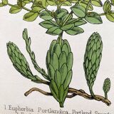 Duo botanical plates, Ed. London 1878