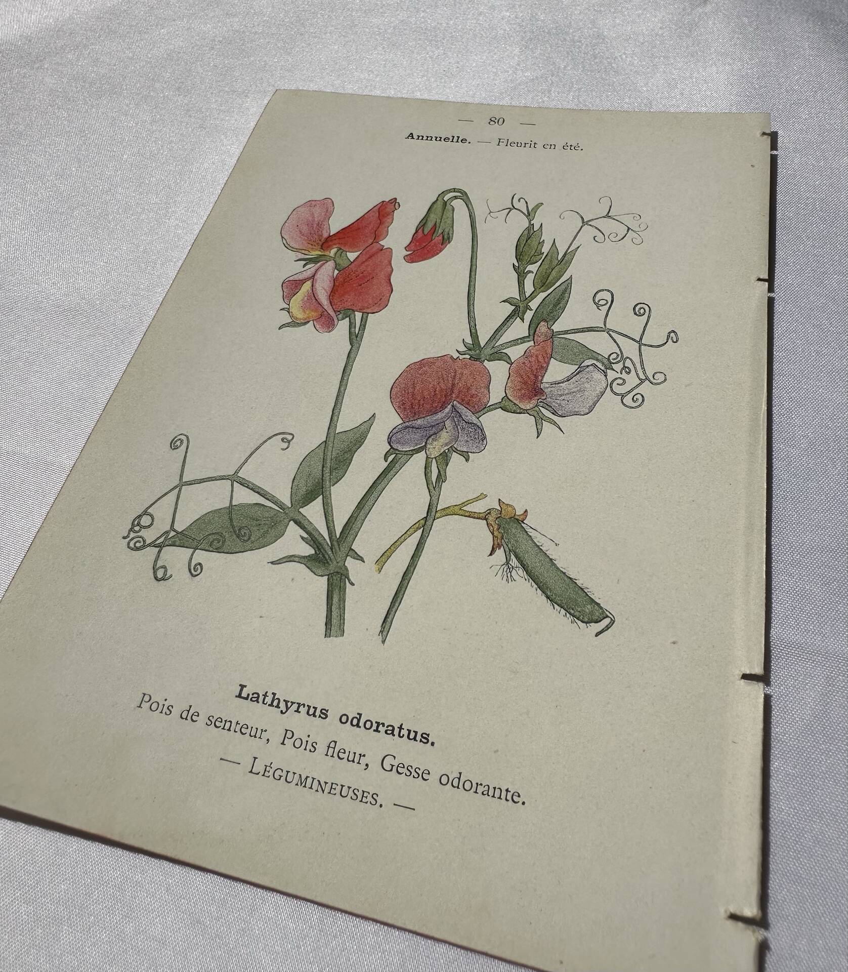 🌿 Botanical Plate Old Naturalist Engraving 19th Century Double-Sided