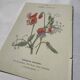 🌿 Botanical Plate Old Naturalist Engraving 19th Century Double-Sided