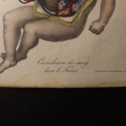 Planche médicale anatomie "circulation du sang dans le foetus"