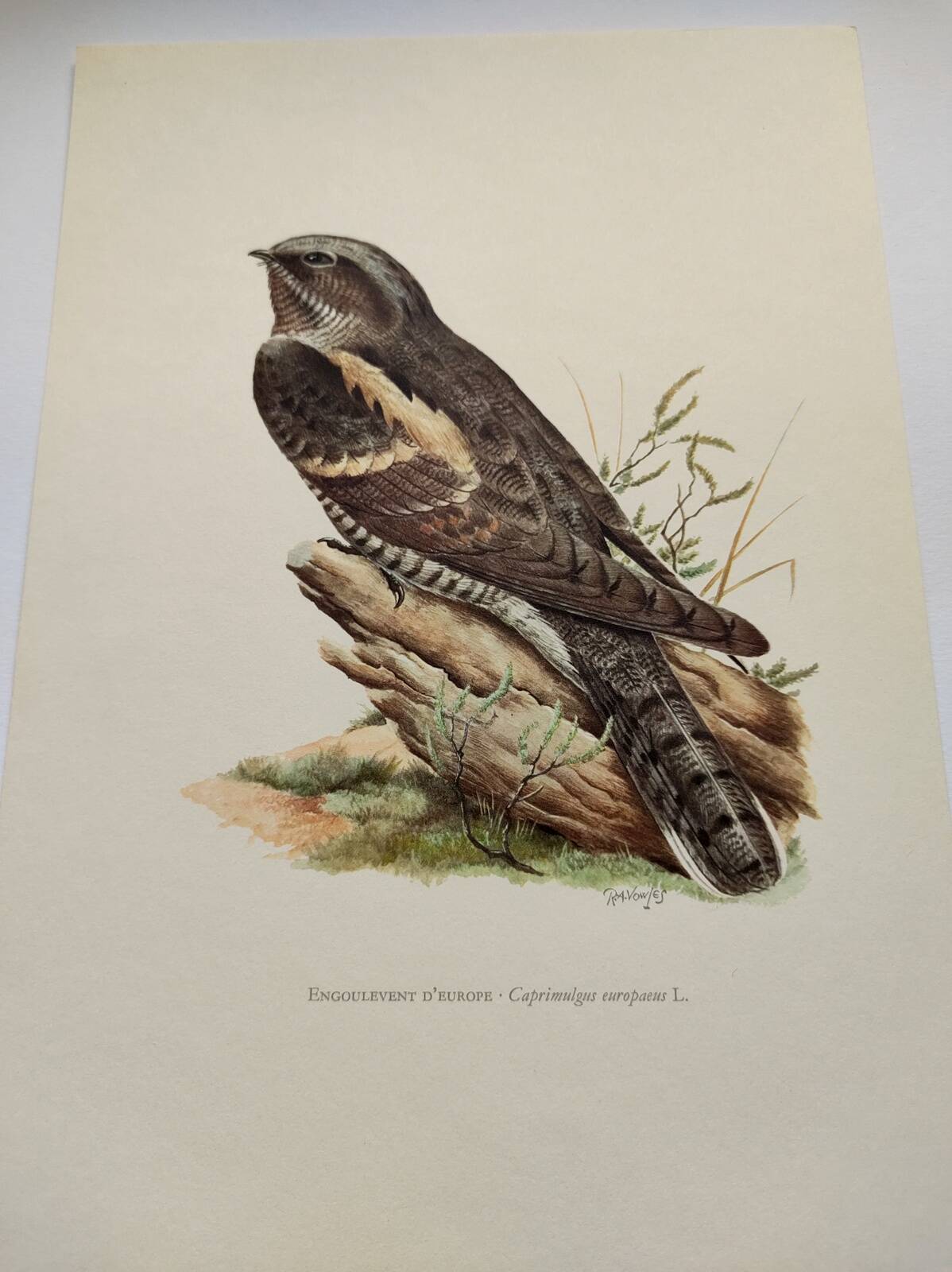 Bird illustration 1960s - European nightjar - Vintage zoological and ornithological image