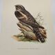 Bird illustration 1960s - European nightjar - Vintage zoological and ornithological image