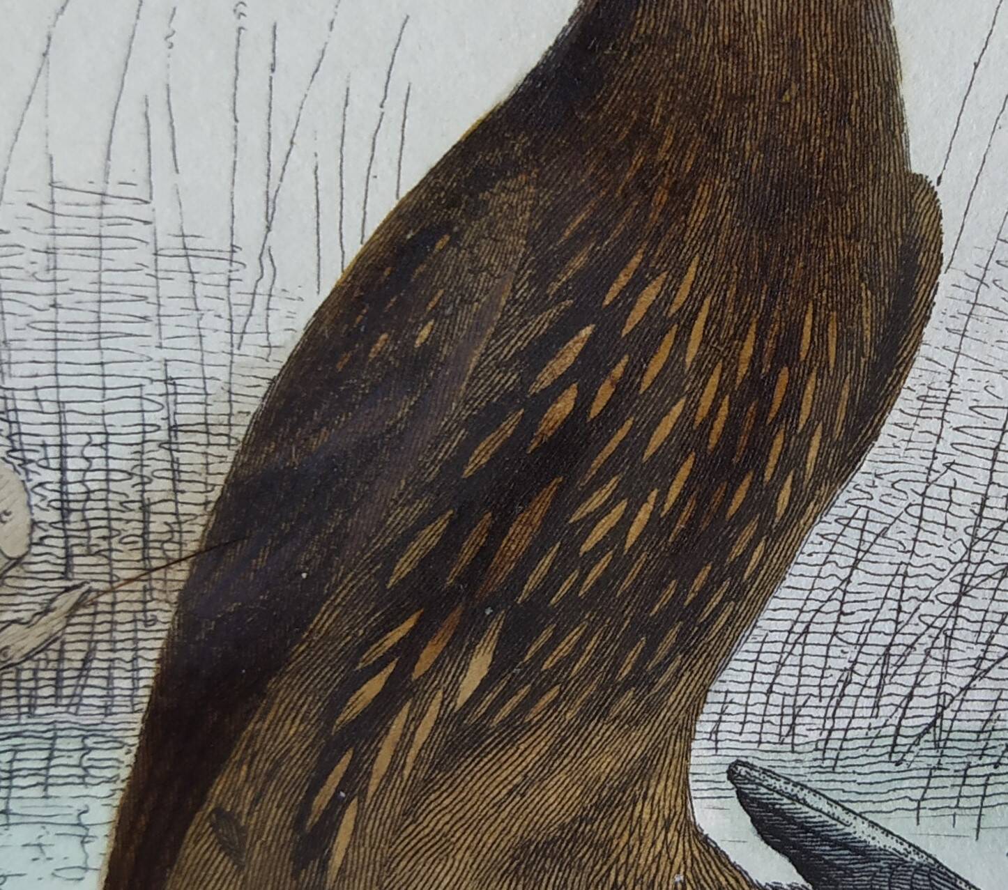 Ornithological Plate Buffon 1840 "Large Eagle & Small Eagle"