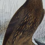 Ornithological Plate Buffon 1840 "Great Eagle & Little Eagle"