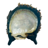 Large mother-of-pearl shell