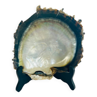 Coquillage grande nacre