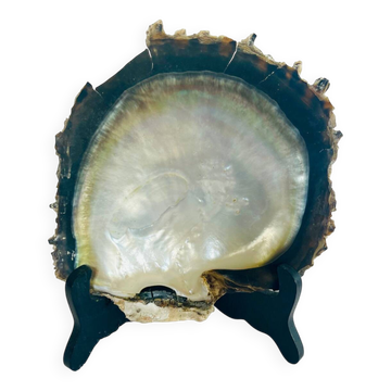 Coquillage grande nacre