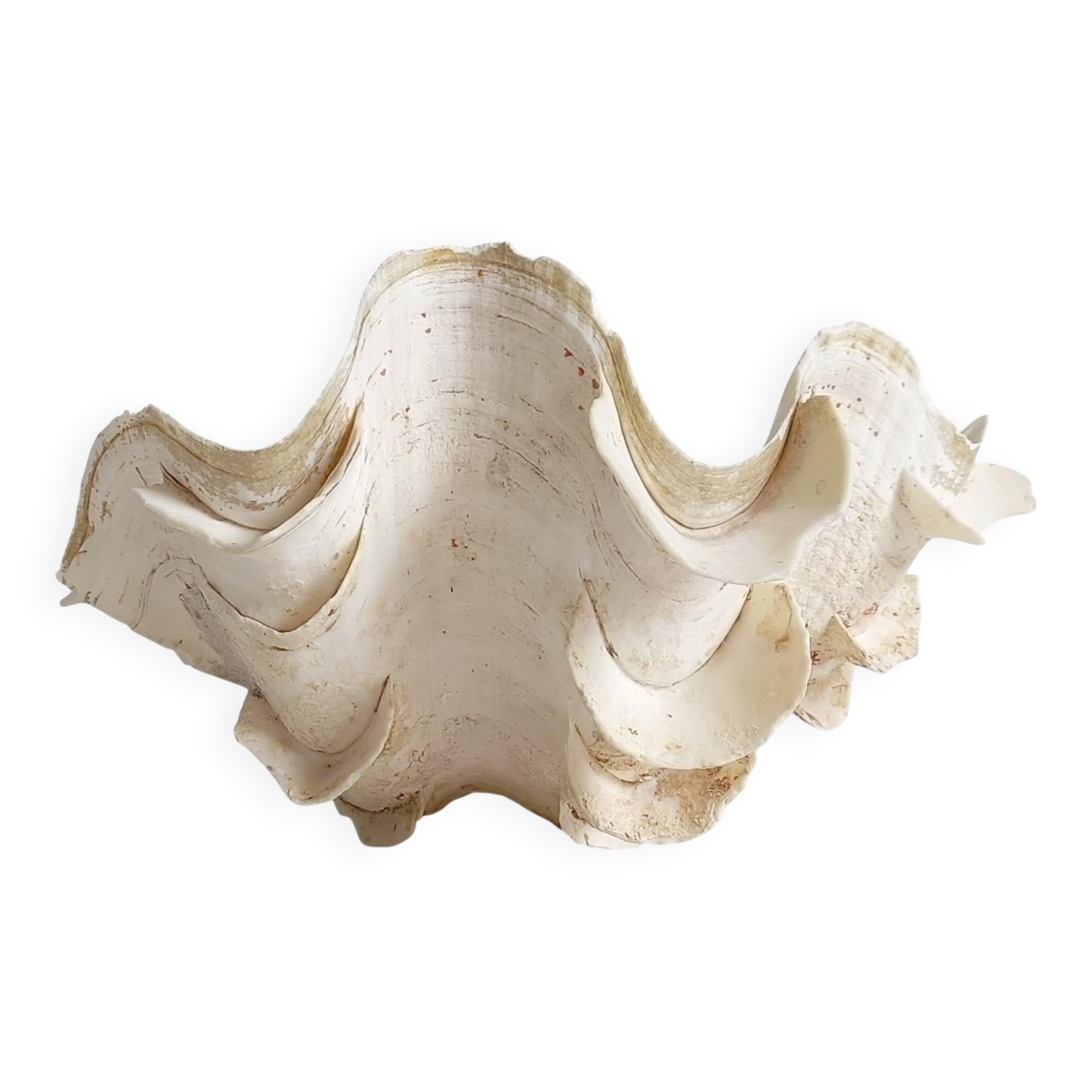Stunning South Pacific Clam Shell – Sculptural Organic Modern Object