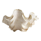 Stunning South Pacific Clam Shell – Sculptural Organic Modern Object