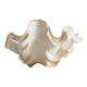 Stunning South Pacific Clam Shell – Sculptural Organic Modern Object