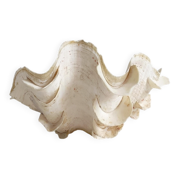 Stunning South Pacific Clam Shell – Sculptural Organic Modern Object
