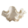 Stunning South Pacific Clam Shell – Sculptural Organic Modern Object