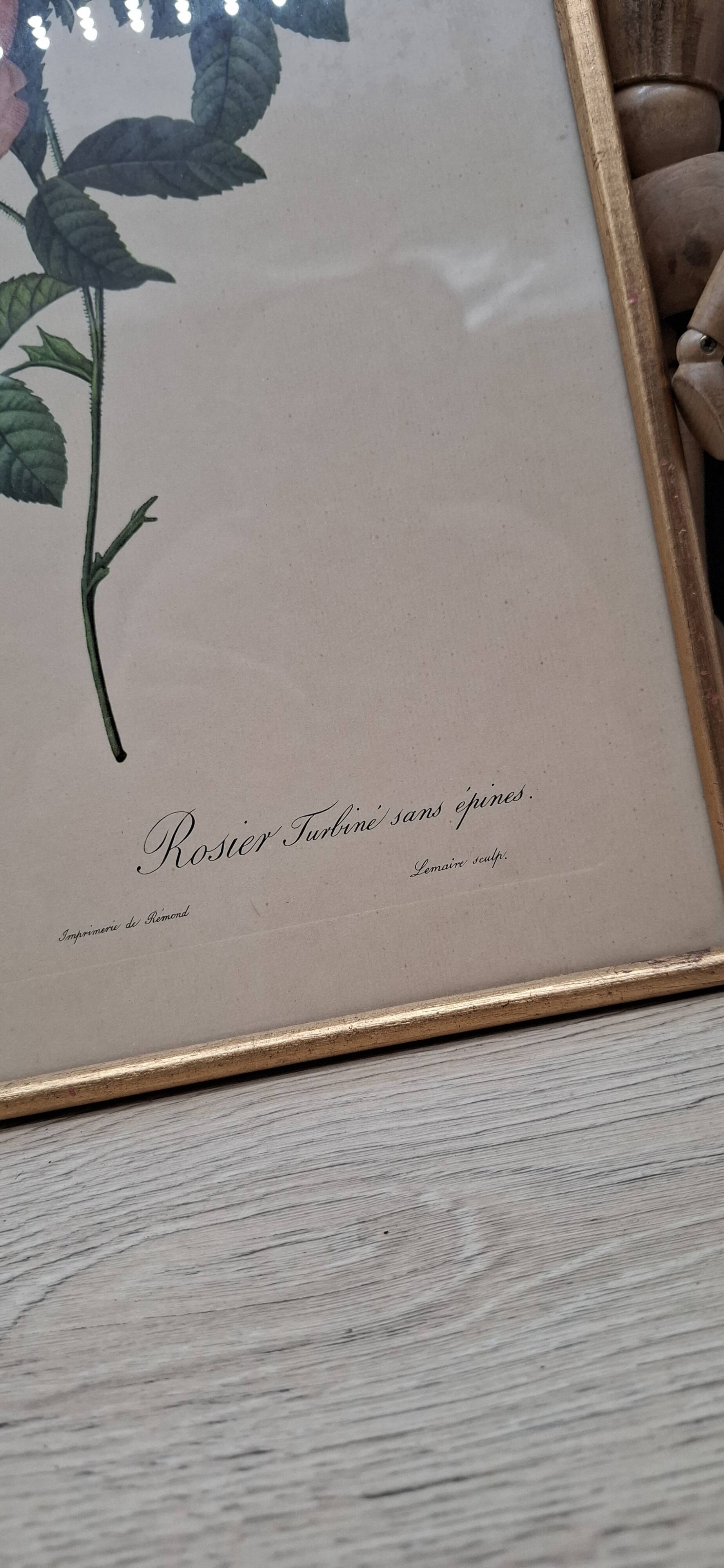 Lithographie PJ Redouté Rosier Turbiné sans épines