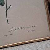 Lithographie PJ Redouté Rosier Turbiné sans épines