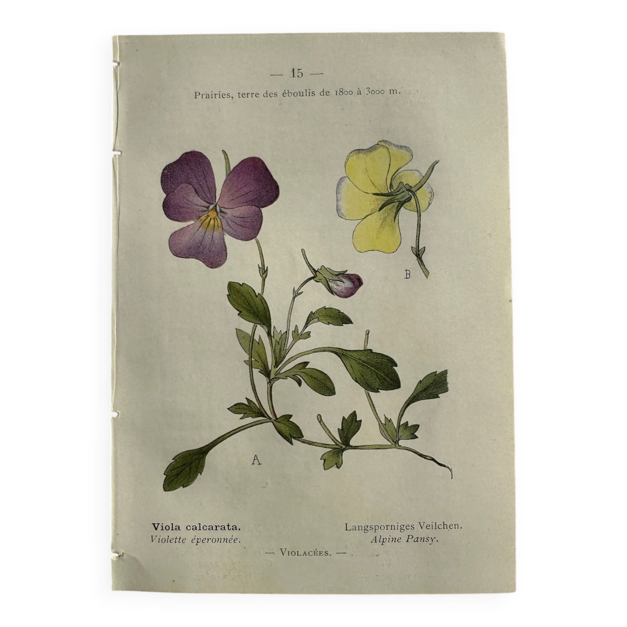 Naturalist Plate – 19th Century Botanical Engraving, Double-Sided