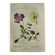 Naturalist Plate – 19th Century Botanical Engraving, Double-Sided