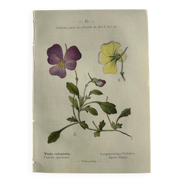Naturalist Plate – 19th Century Botanical Engraving, Double-Sided