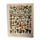 Lithograph engraving on fruits (almond) from 1897