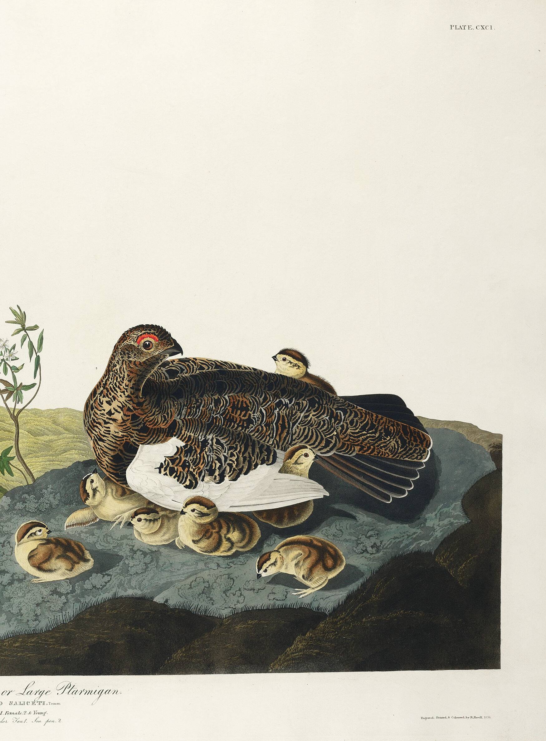 Poster about the Willow Ptarmigan, based on an old engraving from 1827.