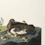 Poster about the Willow Ptarmigan, based on an old engraving from 1827.