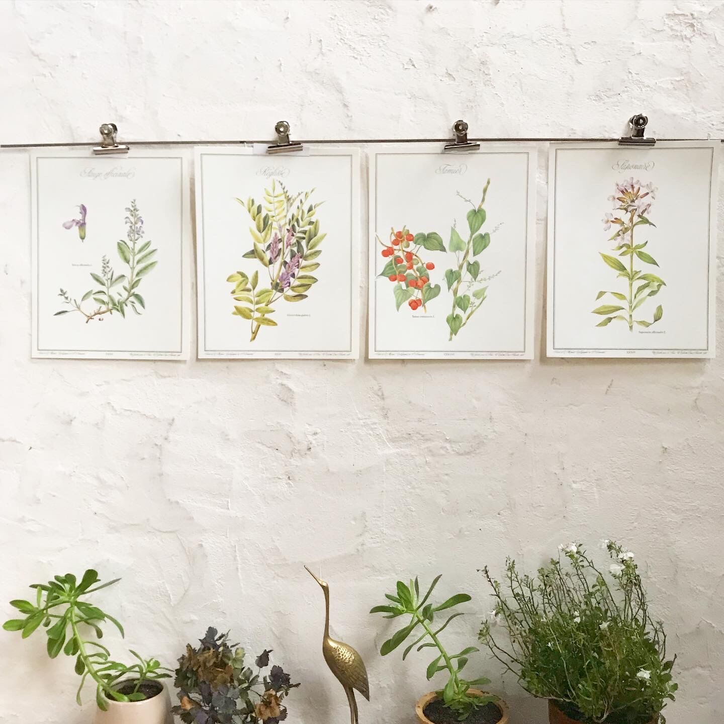 Botanical plank the saponaire